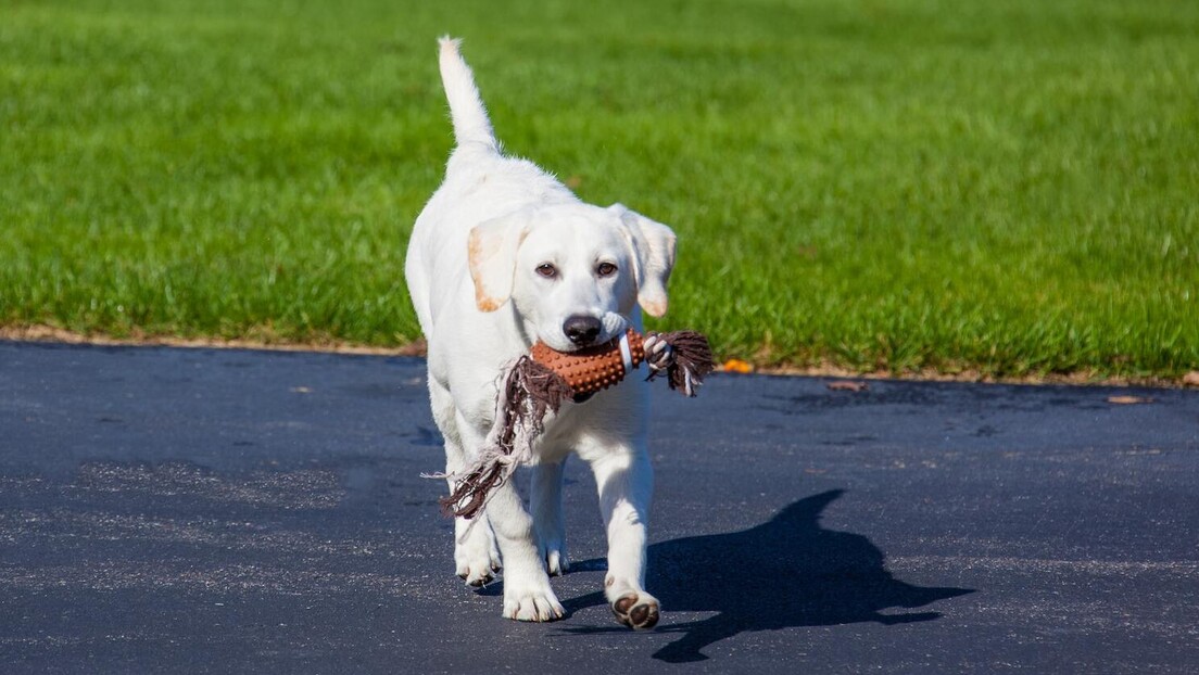Играчке за жвакање осим што умирују нервозне псе, побољшавају и њихово памћење