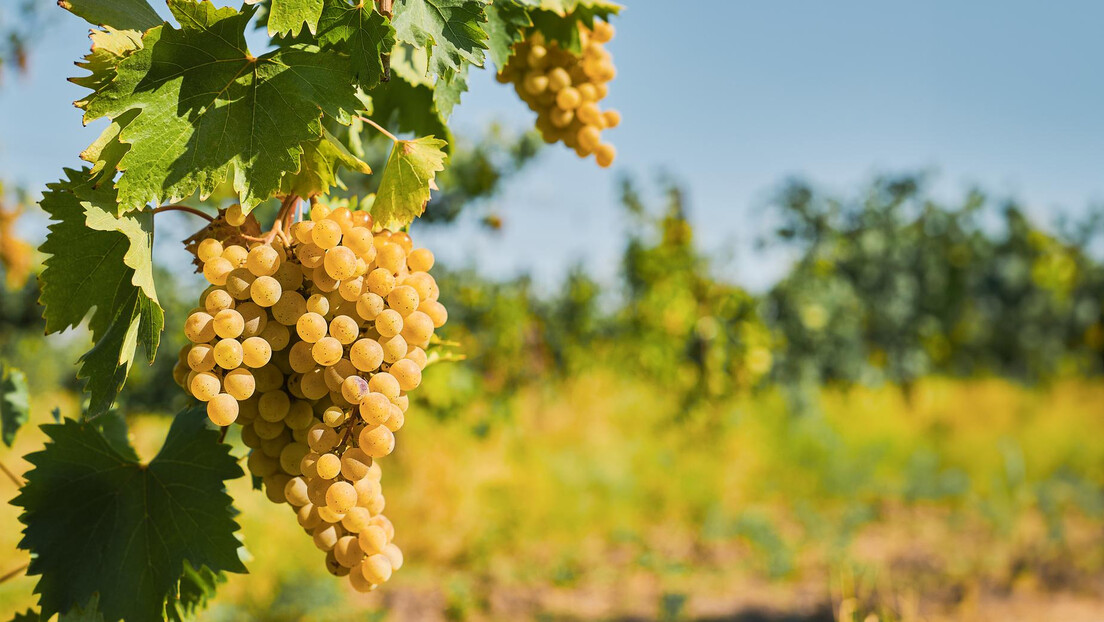 Milijarder zatvorio vinograd Leonarda da Vinčija za javnost