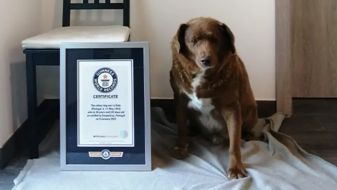 Боби, најстарији пас на свету, угинуо у 32. години