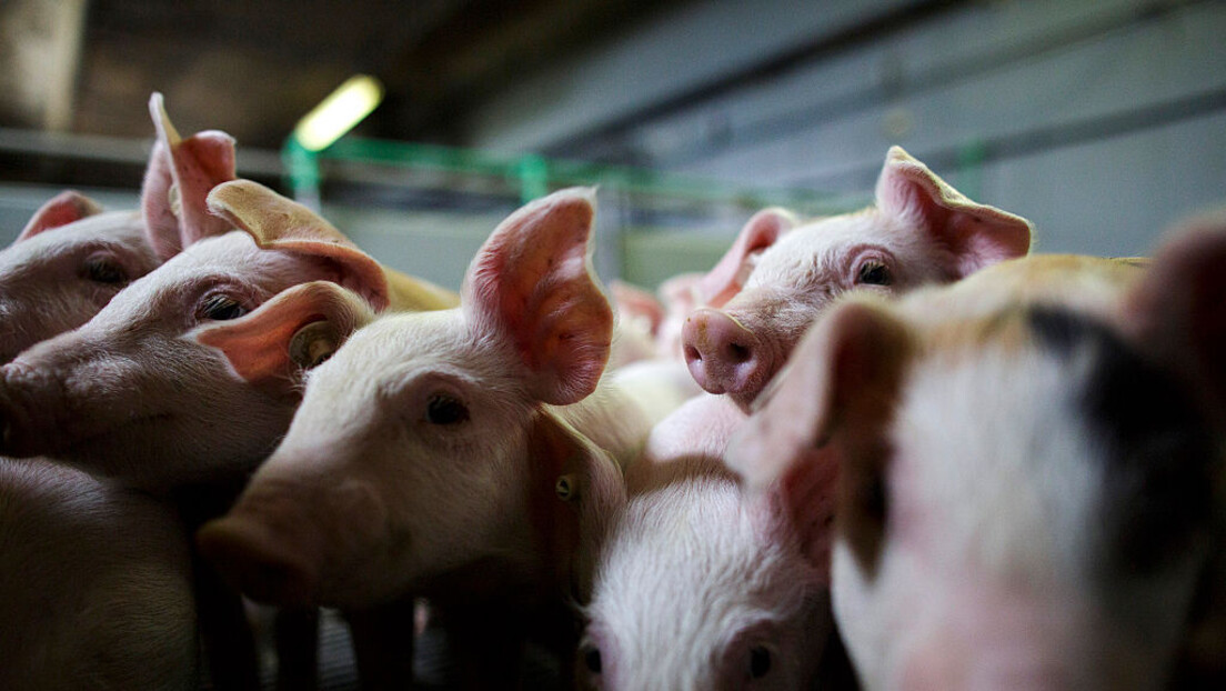 После шест месеци може се на купус и печење: У Чачку искорењена свињска куга