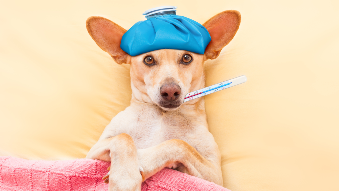 Пси могу да одглуме да су болесни само како би добили више пажње од својих власника