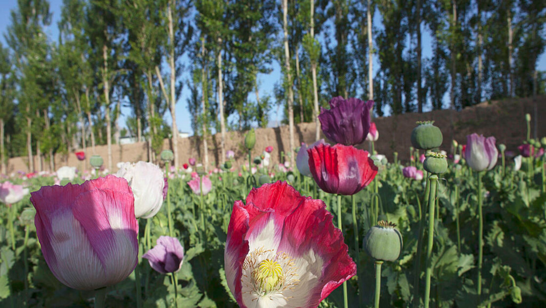 UN: Uzgoj opijuma opao za 95 odsto u Avganistanu, posledice će se osetiti u celom svetu
