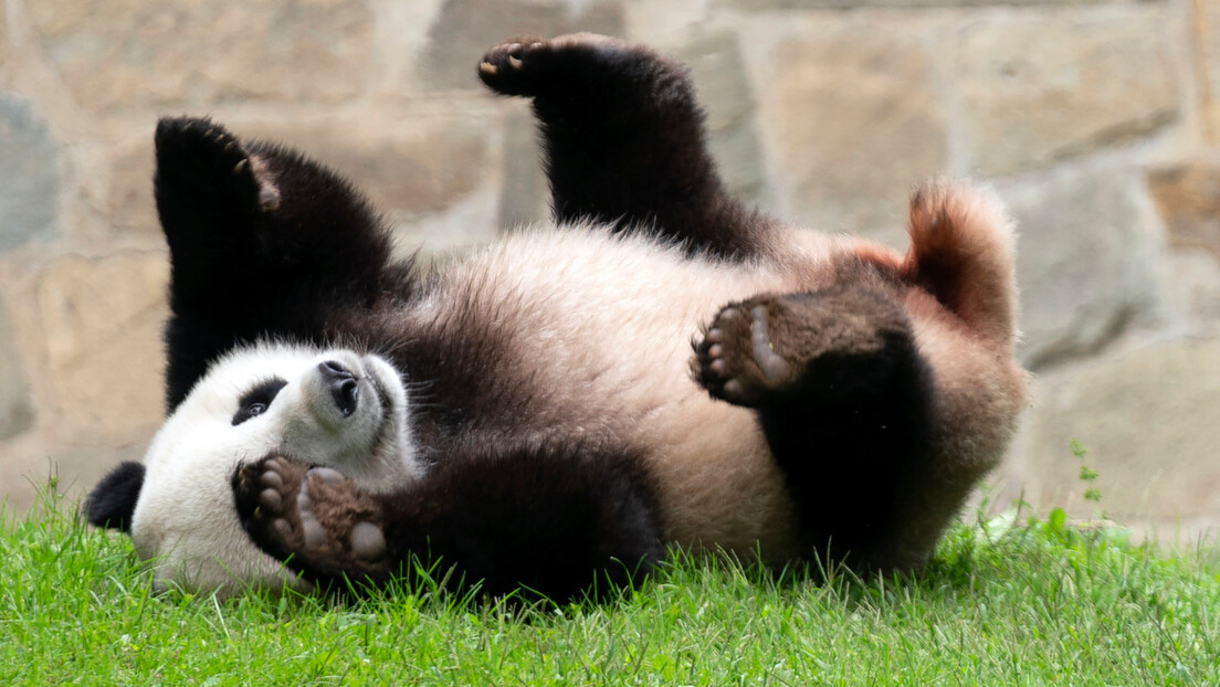 Zategnuti diplomatski odnosi i u zoo vrtu: Zašto Amerika vraća Kini pande?