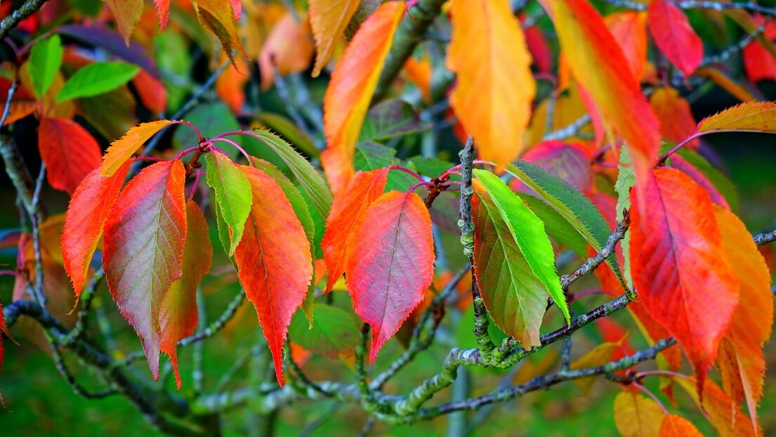 Зашто лишће мења боју када дани постану краћи током јесени