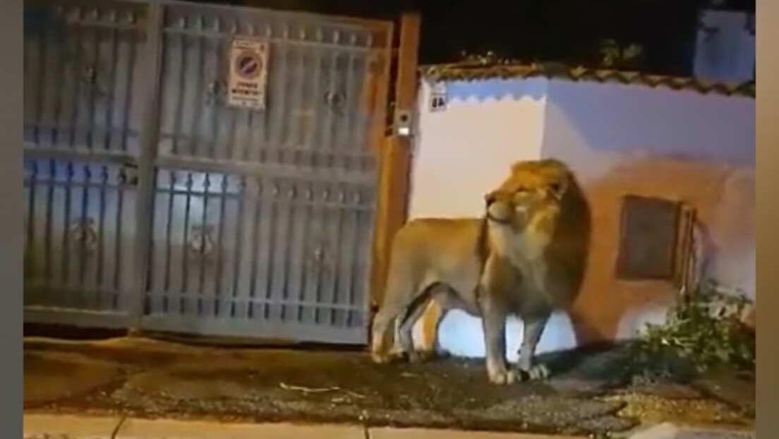 Крај драматичне потраге: Ухваћен лав који је побегао из циркуса у близини Рима (ВИДЕО)