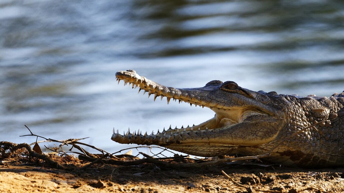 Аустралија: Потрага за бившим радио-водитељем у водама препуним крокодила