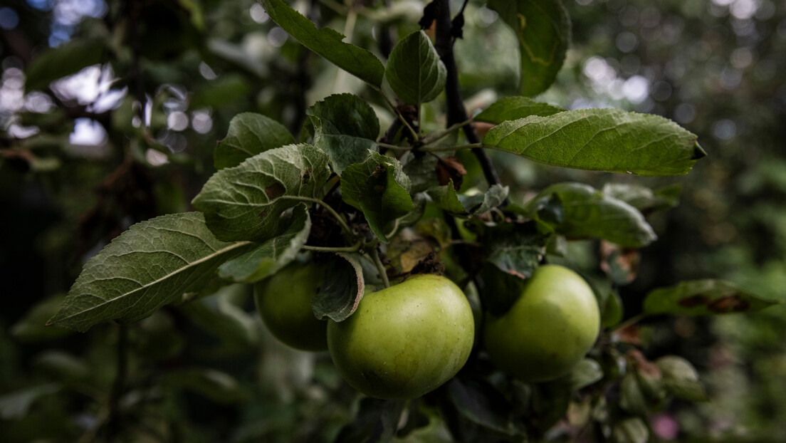 Руска служба долази у инспекцију предузећа у Србији због пестицида у јабукама