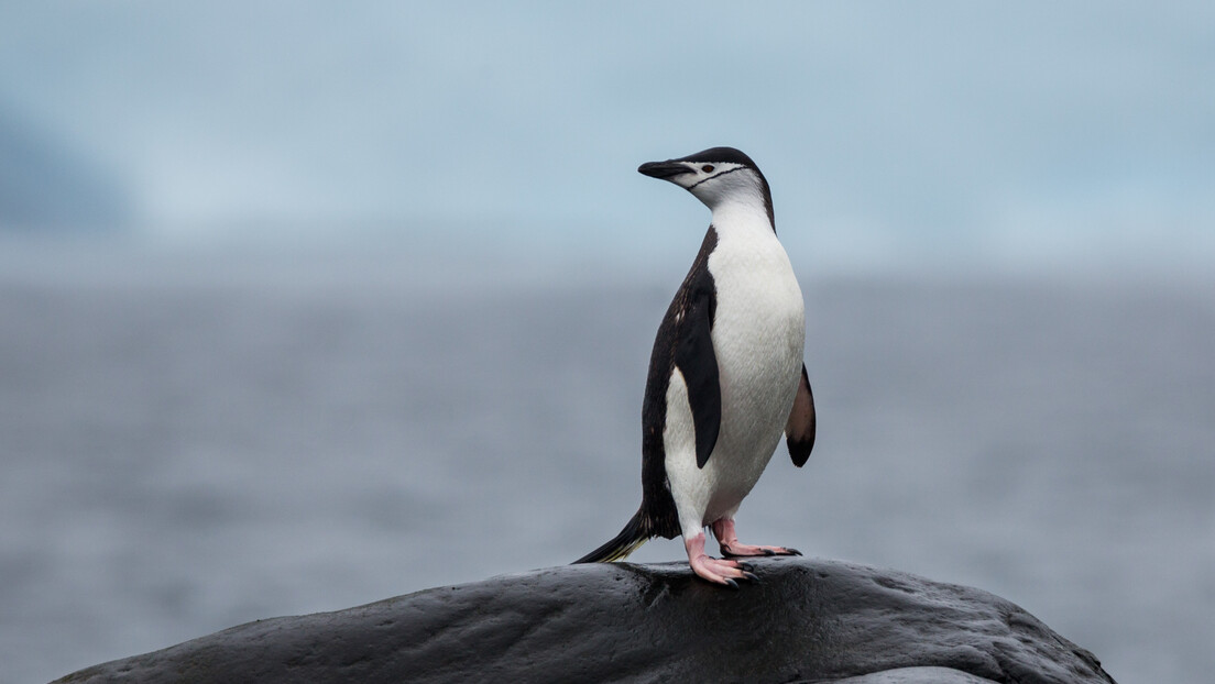 Deset hiljada dremki u toku dana: Pingvini šampioni u kratkom spavanju