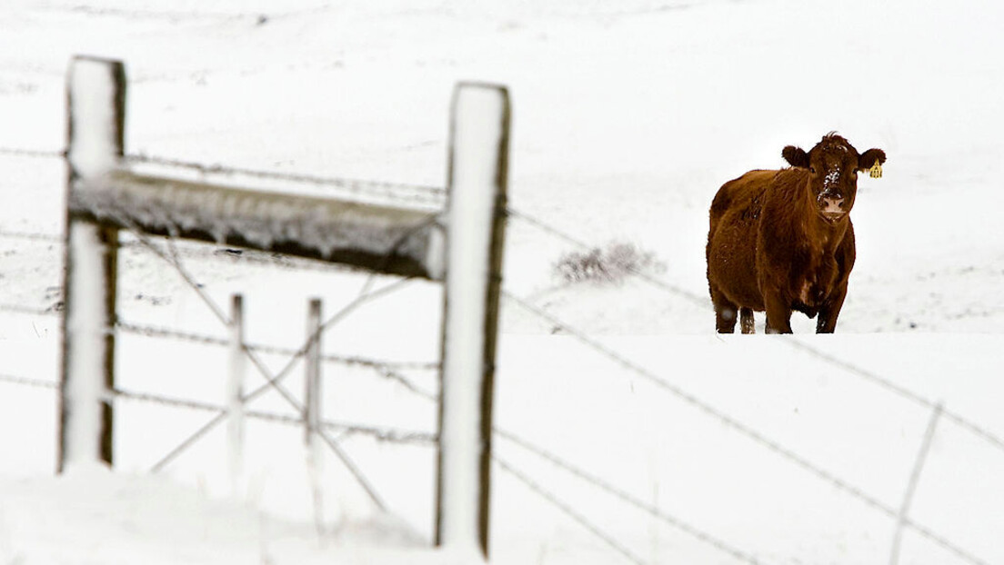 Снег на Сувој планини заробио више од 120 крава: Спасавала их Војска Србије