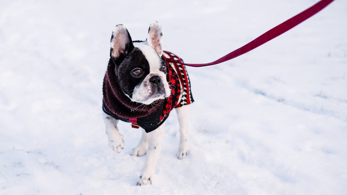 Како да знамо да ли је нашем псу хладно и које расе паса не подносе ниске температуре