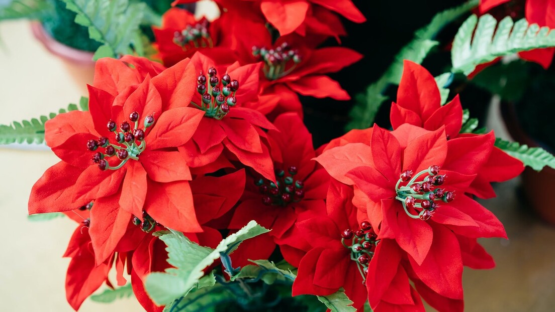 Божићна звезда: Како да негујемо ову чаробну биљку да би остала свежа и после празника