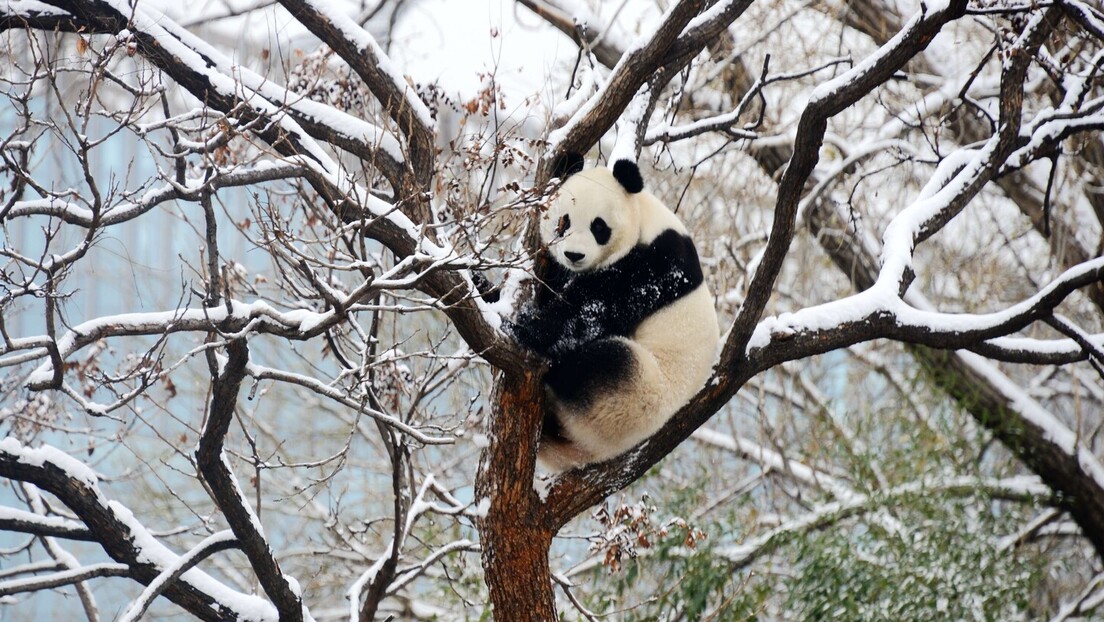 Панде уживају на снегу: Због падавина поремећен саобраћај у Пекингу, затворене школе (ФОТО)