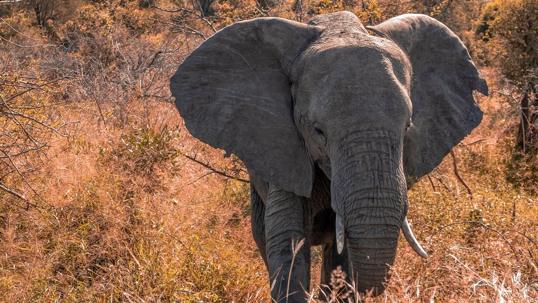 Слон пресрео туристе и отео им оброк  (ВИДЕО)