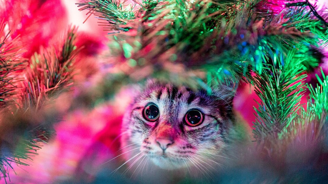 Велика играчка и место за скривање: Зашто мачке обожавају новогодишње јелке