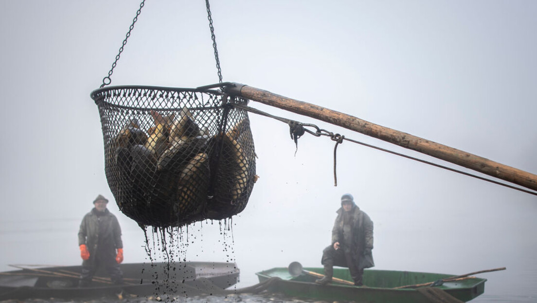 Ribarstvo u Srbiji u krizi: Sav višak ribe iz EU završava kod nas, plaćaju svojim firmama da izvoze