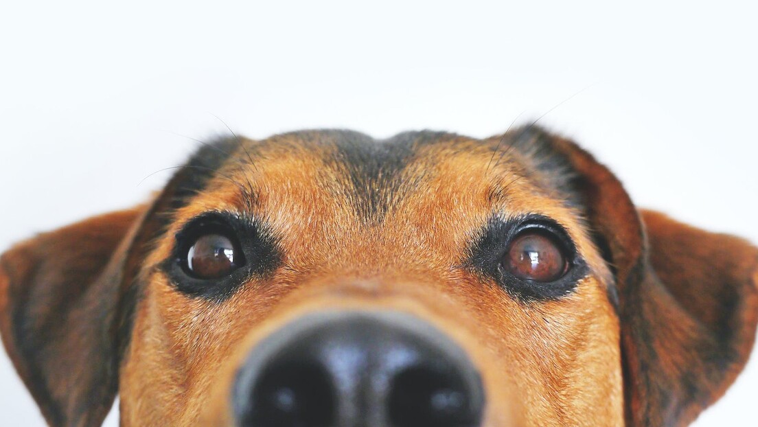 Припитомљавање паса утицало је на промену боје њихових очију
