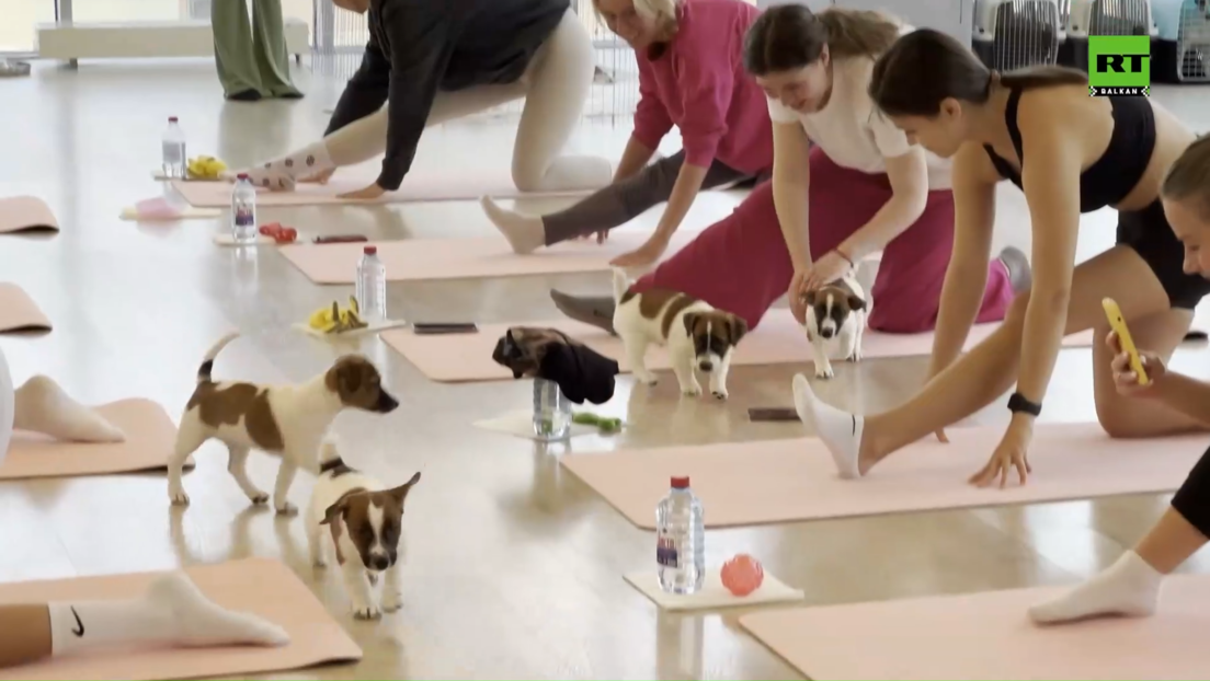 "Pseća terapija": Ruski fitnes studio drži časove joge zajedno sa štencima