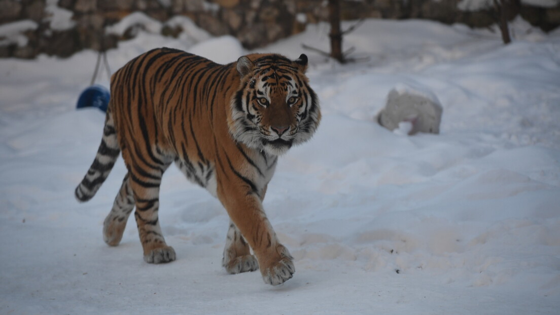 Блокада пута у Русији: Сибирски тигар лежао на улици (ВИДЕО)