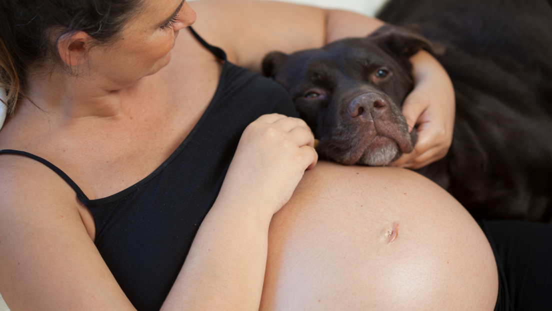 Psi mogu da "namirišu" trudnoću svojih vlasnica
