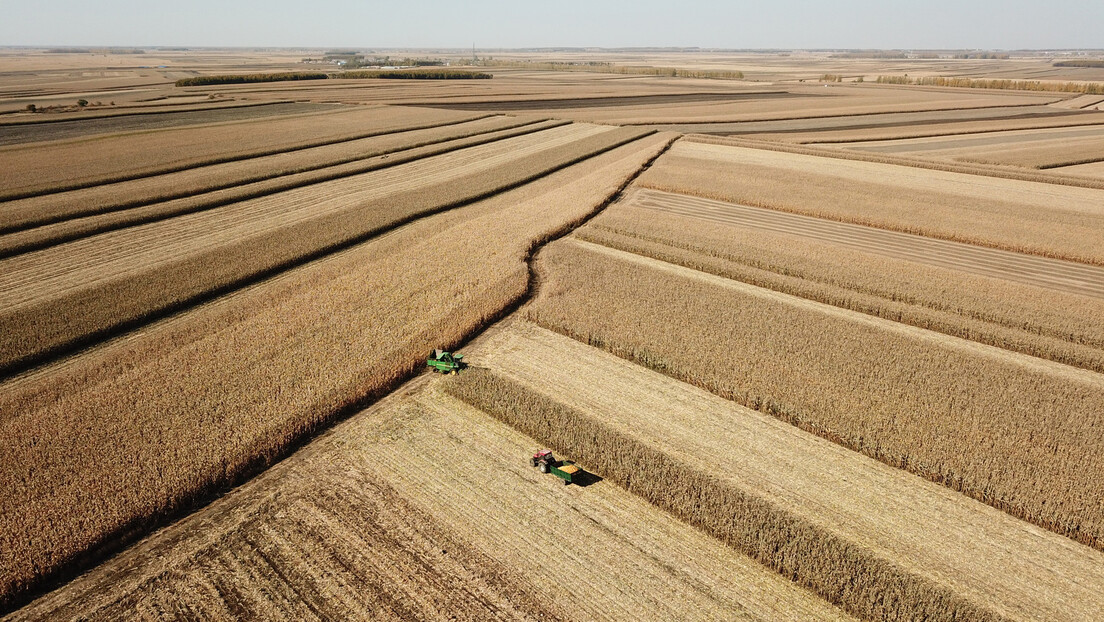 Sazrelo vreme za trgovinu pšenicom bez dolara: BRIKS sve bliži realizaciji svoje berze žitarica