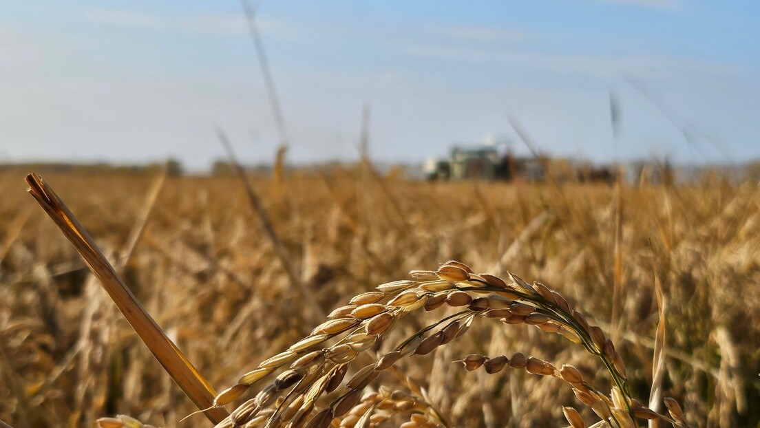 Pomoć Centralnoafričkoj Republici: Ruska pšenica stigla u Kamerun