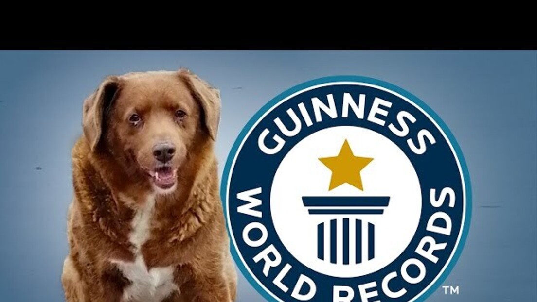 Ginisova knjiga rekorda proverava godine najstarijeg psa na svetu: Bobi možda nije bio toliko star