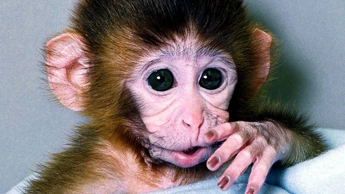 Кина клонирала првог мајмуна, врсту која се користи за медицинска тестирања