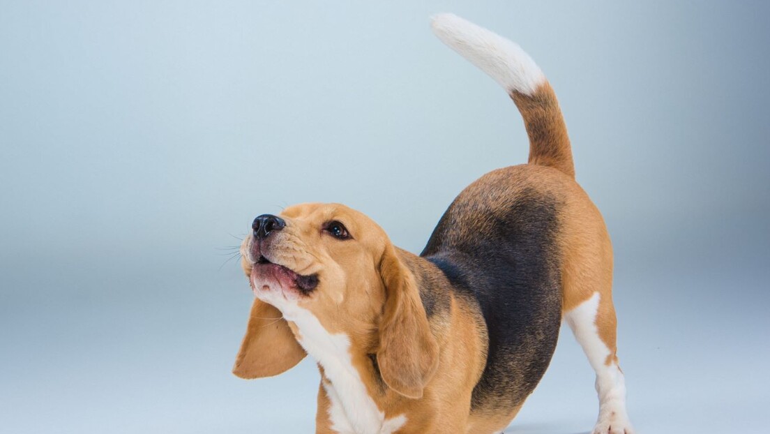 Научници коначно открили зашто пси машу репом
