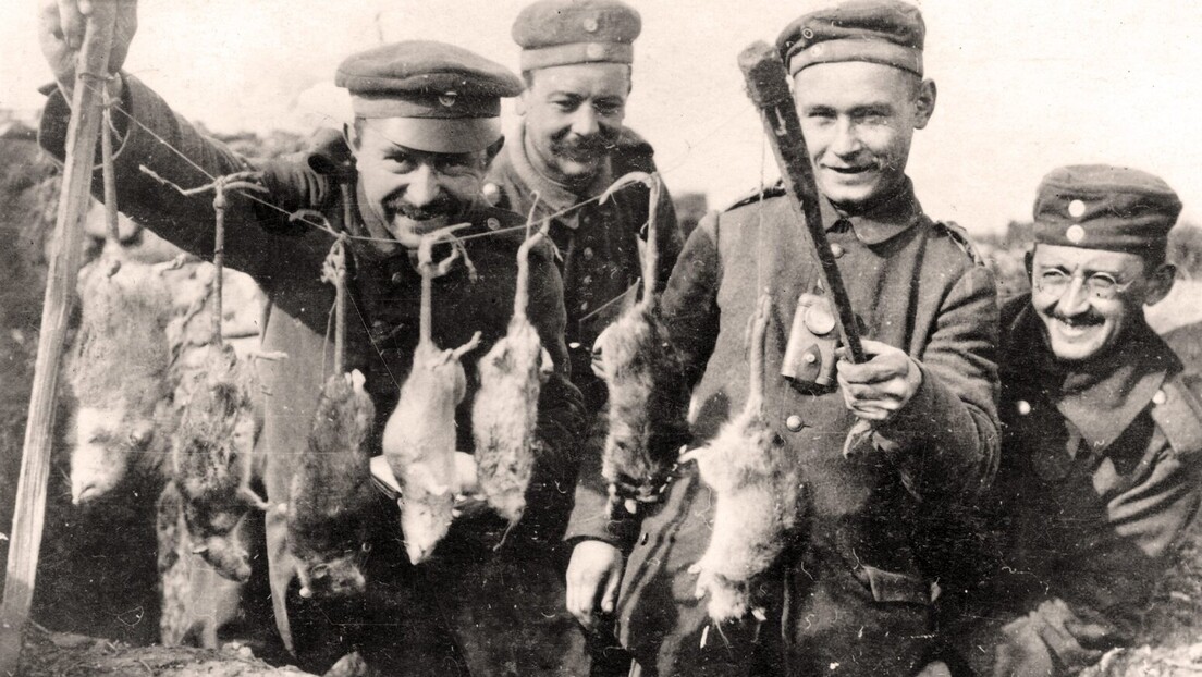 Као у Првом светском рату: Најезда глодара на фронту, хиљаду мишева на четири украјинска војника