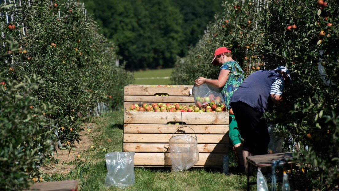 Значај слободног тржишта рада: Србији недостају радници на њивама, Албанији конобари и кувари