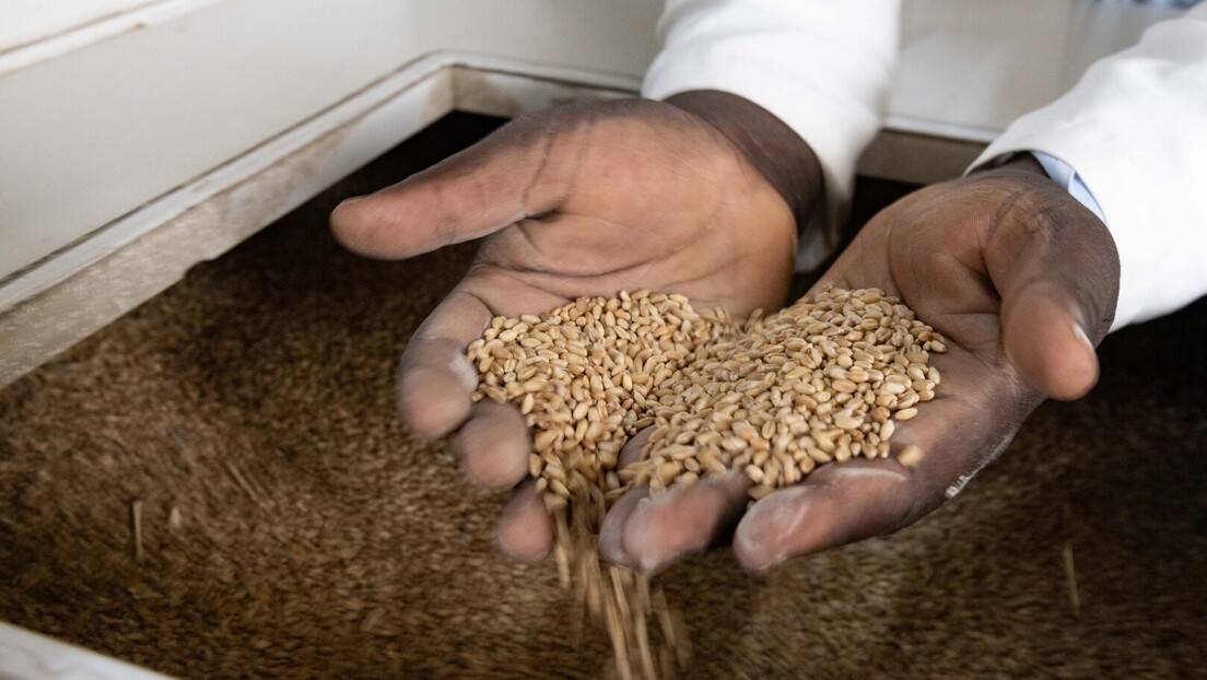 Humanost na delu: Rusija isporučila Centralnoafričkoj Republici 50.000 tona pšenice