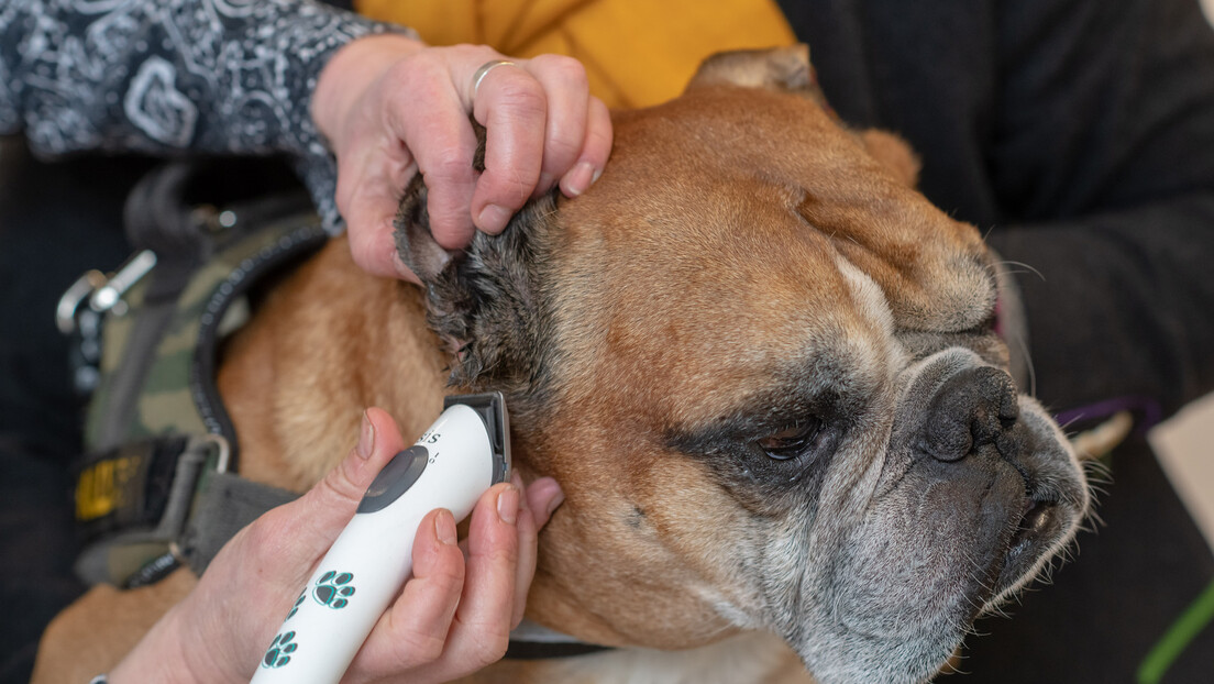 Bolovanje i za negu kućnih ljubimaca: Hoćemo li po doznake kod veterinara