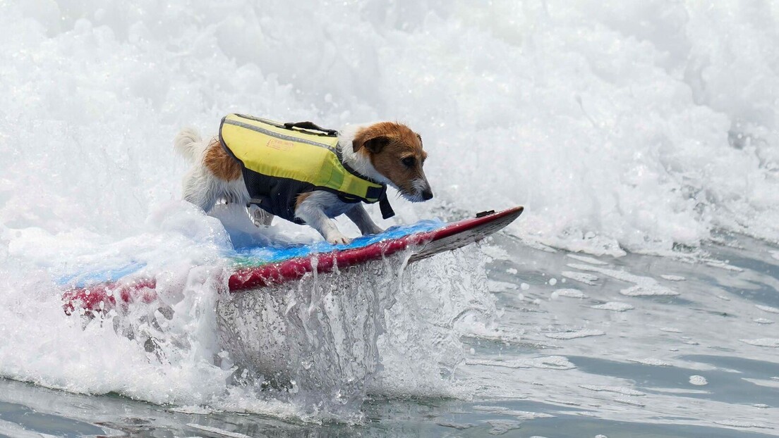 Pas koji obožava da surfuje pravi spektakl na plažama Perua
