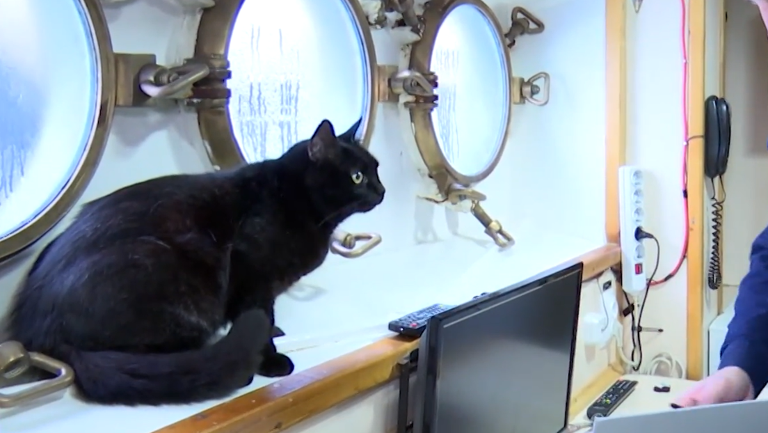 Mačka po imenu Pas: Omiljeni član posade ruske vojne flote i amajlija broda "Perekop"