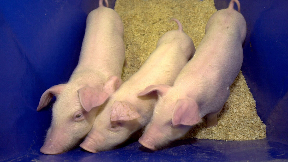 Naučnici uzgojili svinje za transplantaciju organa sa životinja na ljude