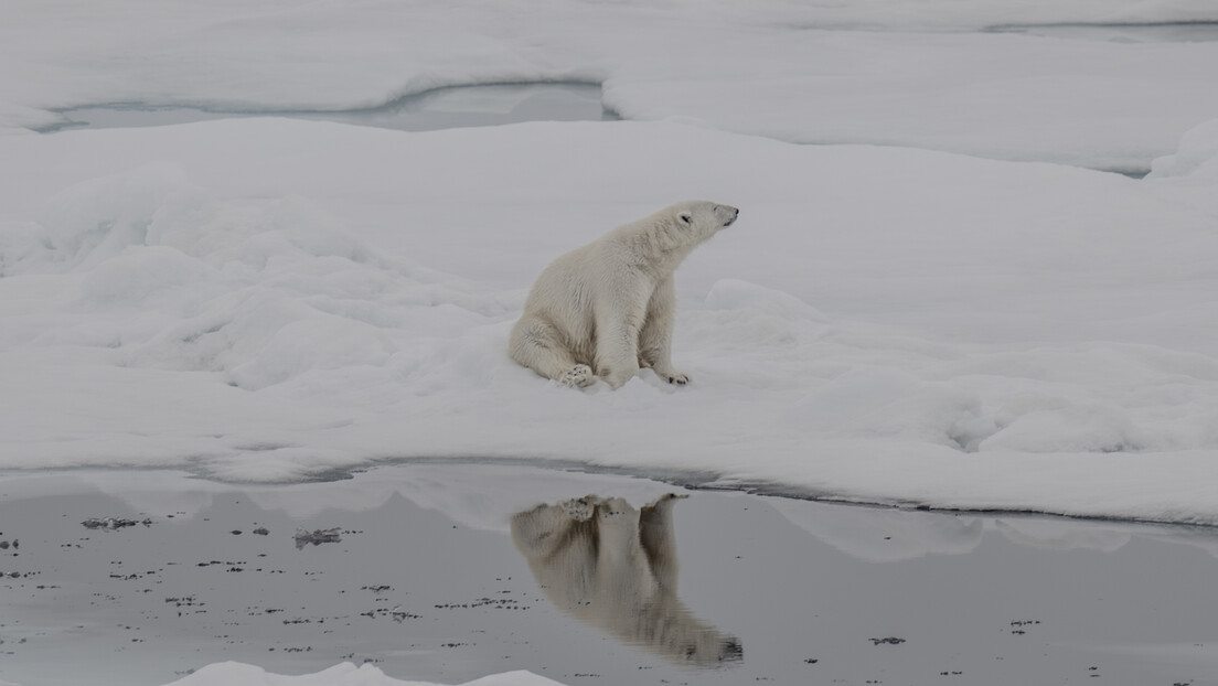 Polarnim medvedima preti glad zbog klimatskih promena