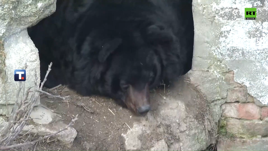 Из зооврта вест да се зими ближи крај: Медвед Урош није угледао своју сенку