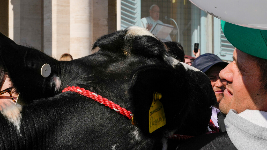 Papa pozdravio farmere koji su traktorima stigli u Vatikan: Poklonili mu kravu