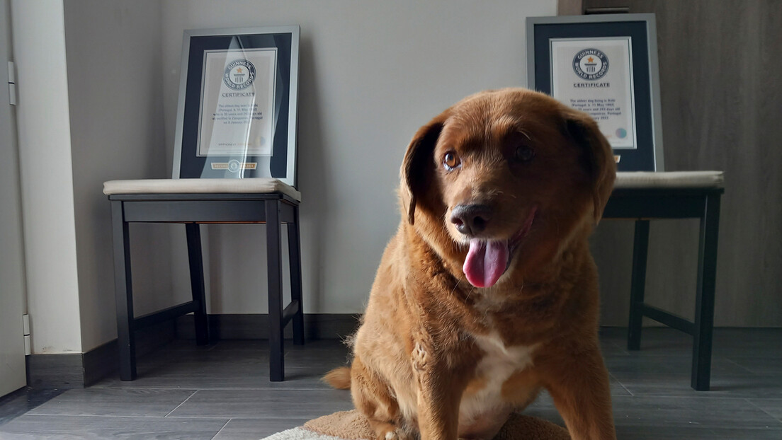Ipak nije najstariji: Pas Bobi posthumno izgubio Ginisovu titulu najstarijeg psa na svetu