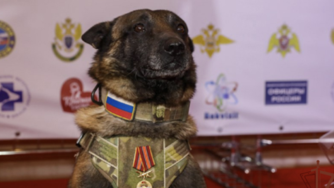 Prva njuška Rusije odlazi u "penziju": Kako je na zasluženi odmor ispraćen službeni pas Rosgvardije