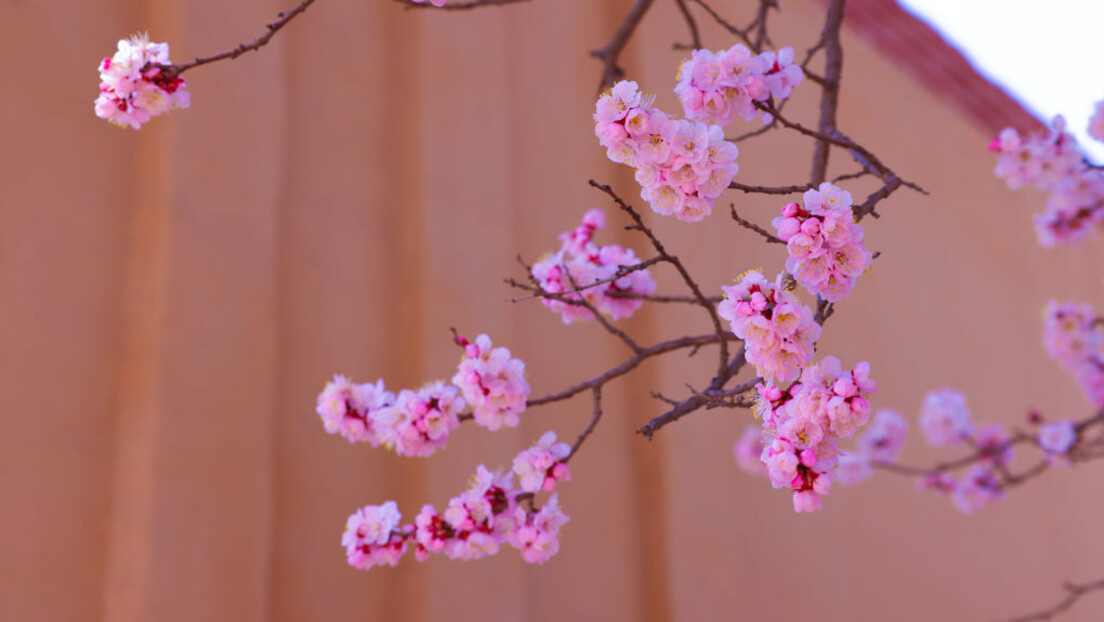 Kad su (u februaru) cvetale kajsije: Hoće li visoke temperature prepoloviti rod?