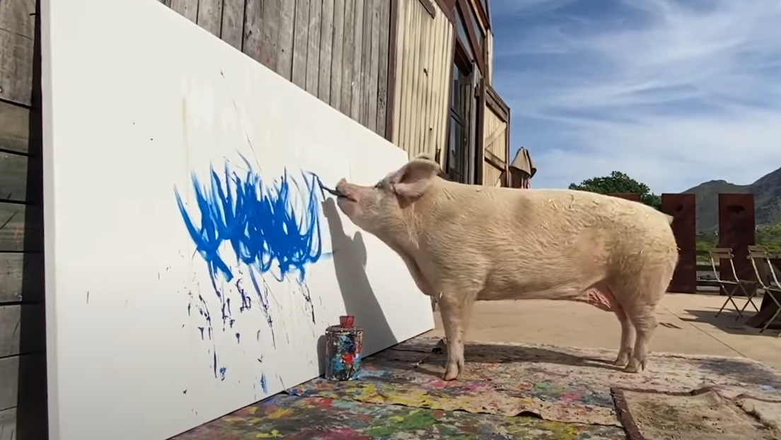 Čuvena svinja umetnica Pigkaso, preminula u 8. godini
