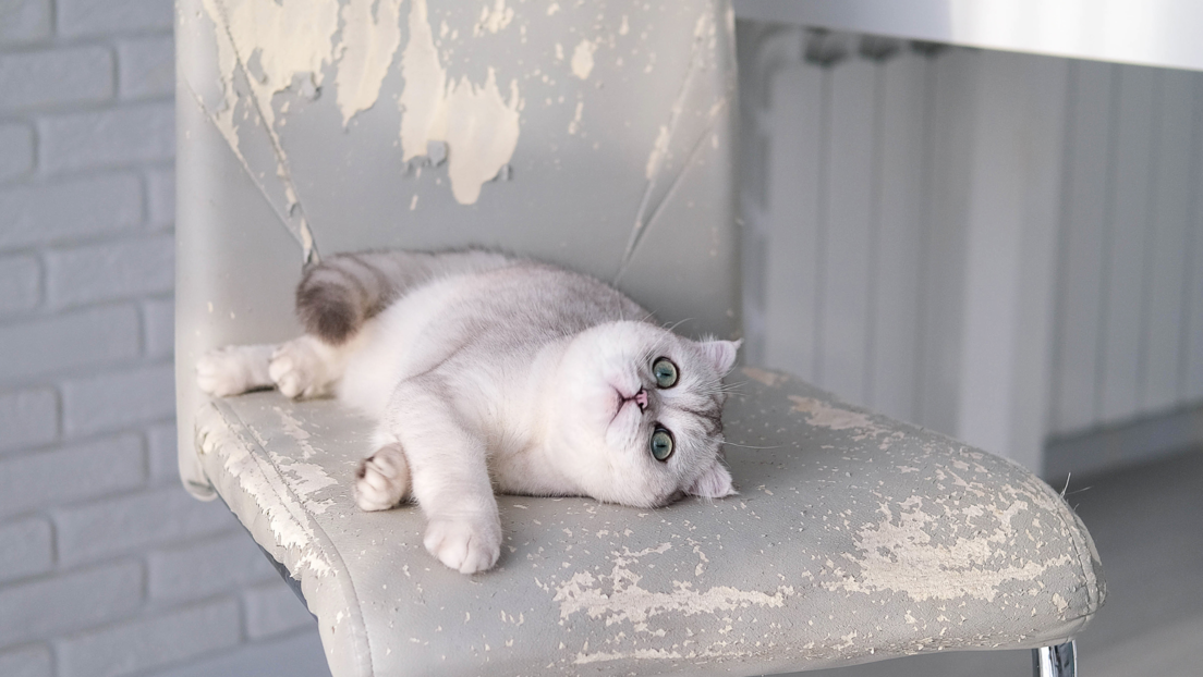 Мачка вам гребе намештај у кући и оштри канџе где год стигне? Ово могу бити 4 потенцијална разлога