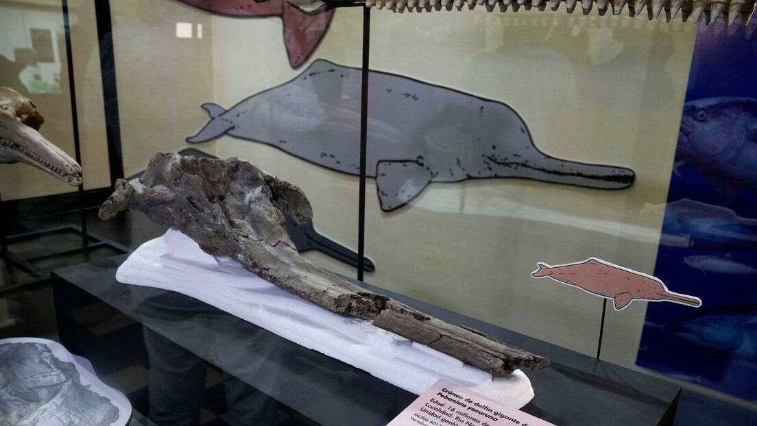 U Peruu pronađen fosil rečnog delfina starog 16 miliona godina