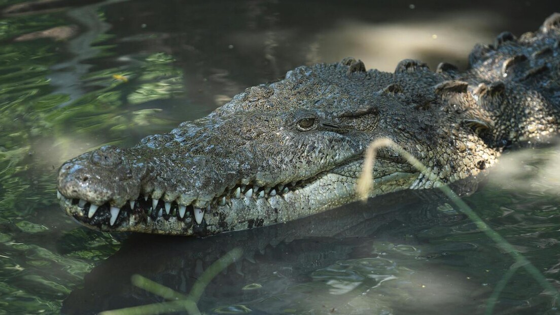 Nadležni oduzeli aligatora - vlasnik očajan, traži nazad svog ljubimca