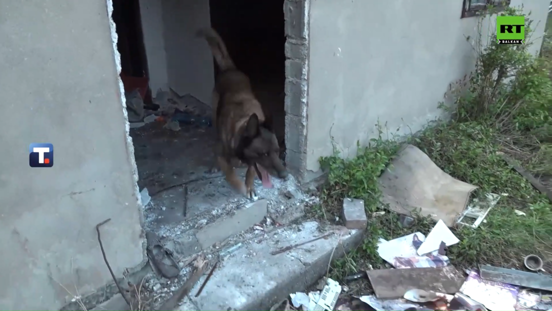 Pas Zigi traga za nestalom devojčicom u Banjskom polju