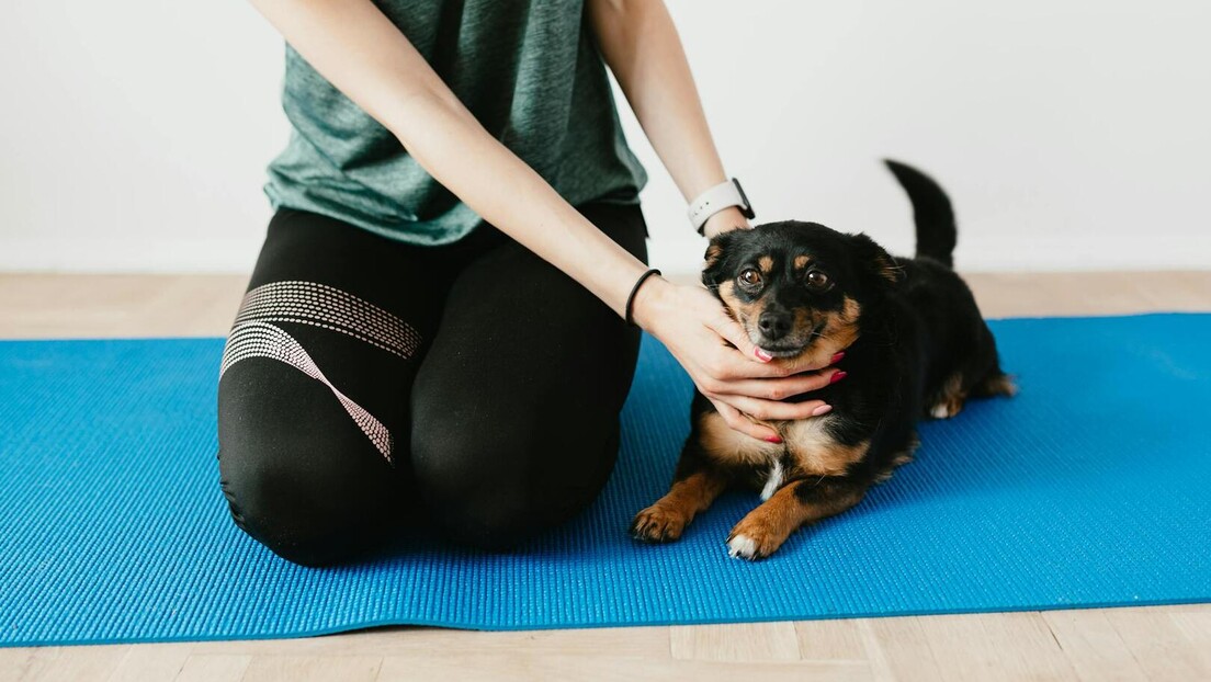 Како да вежбате са вашим псом