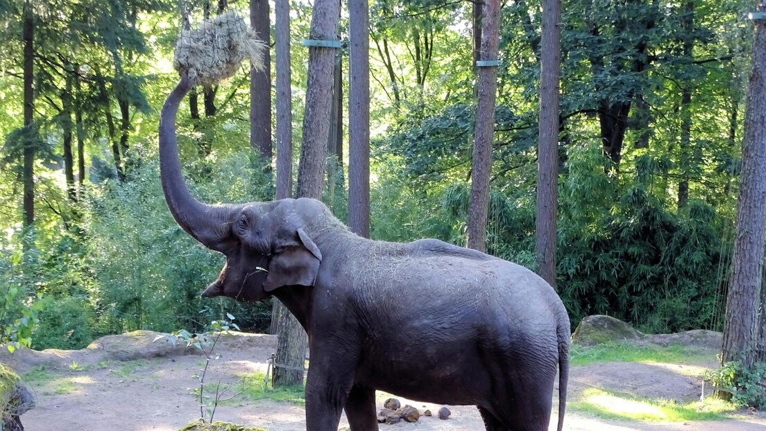 Слоница побегла из циркуса, па се прошетала градом (ВИДЕО)