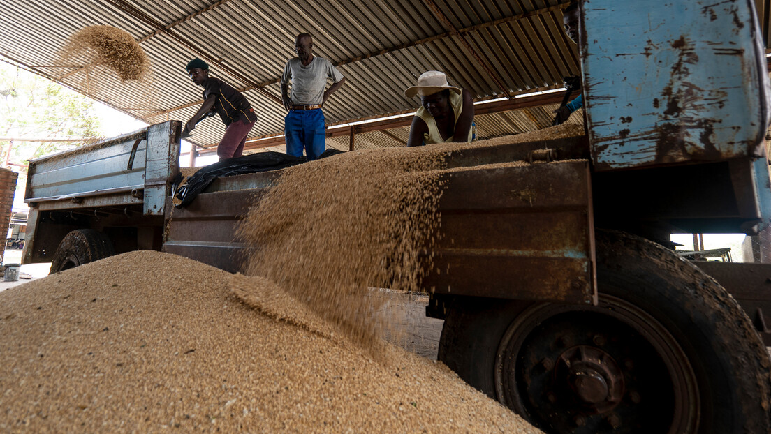 Русија остварила нови рекорд: Надмашила ЕУ у испоруци пшенице северној Африци