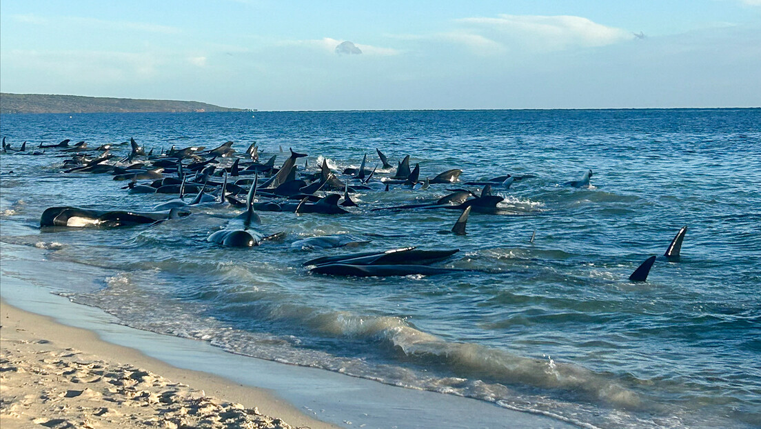 Oko 140 kitova nasukalo se na obalu Zapadne Australije (VIDEO)